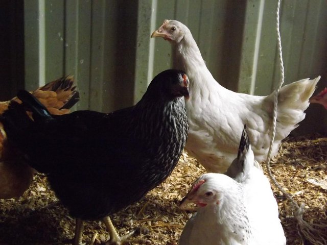 Preview of the first image of For Sale Blackrock Pullets/Hens.