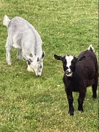 Image 2 of Female and wether Baby Pygmy Goats