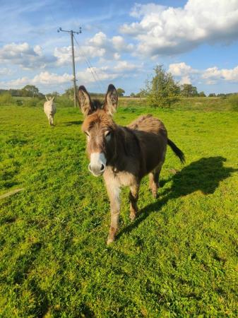 Image 1 of Bonnie and Isla mother and daughter donkeys