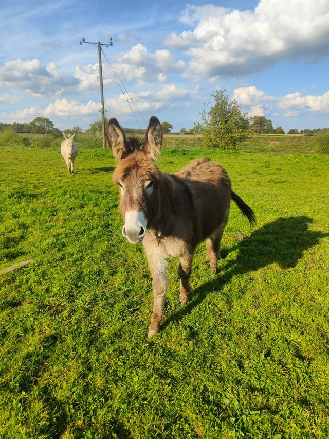 Preview of the first image of Bonnie and Isla mother and daughter donkeys.