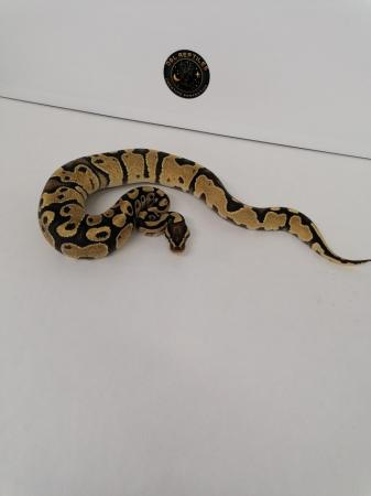 Image 1 of X2 female ball python hatchlings