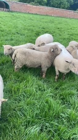 Image 5 of Pedigree Southdown ram lambs