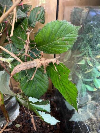 Image 5 of Stick insects at urban exotics