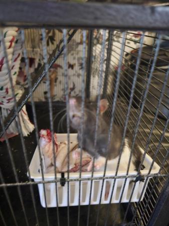 Image 5 of 2 female rats with full set up