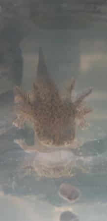 Image 4 of Axolotl for sale Four months old