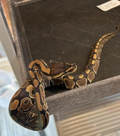 Image 5 of Ball python adult & babies various