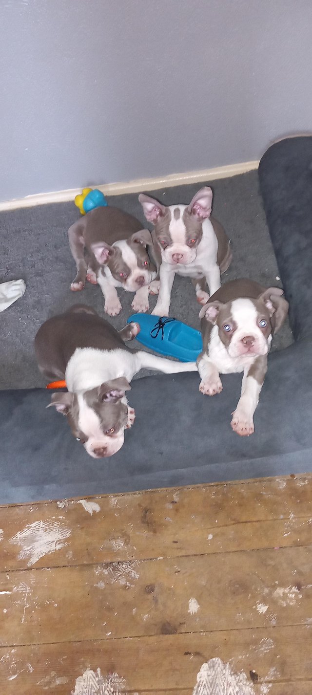 Preview of the first image of Boston terrier puppies for sale.