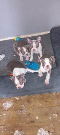 Image 1 of Boston terrier puppies for sale