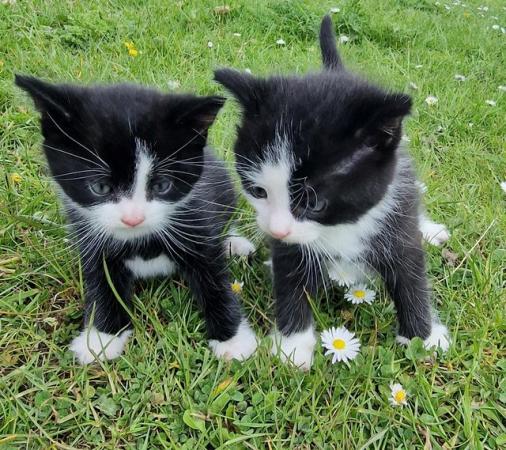 Image 9 of 3 beautiful British short haired kittens