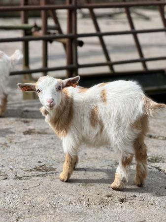 Image 1 of Beautiful female Pygmy goat kids - fully registered.