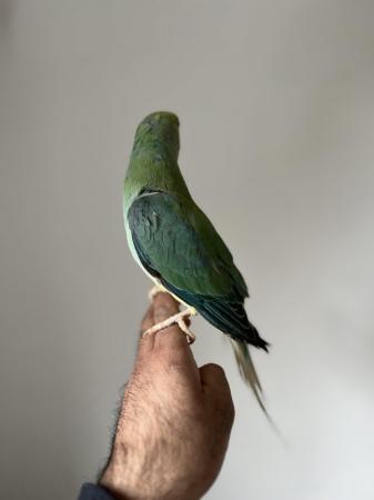 Image 6 of 3 Young Baby Cleartail Indian Ringneck talking parrots