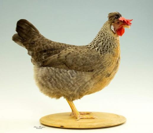 Image 1 of Hatching EggsCream Legbar Chickens