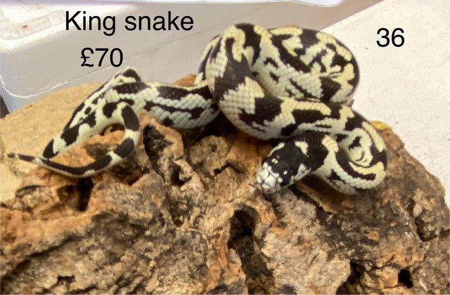 Image 5 of Corn snakes £50 and King snakes £70 mixed sex