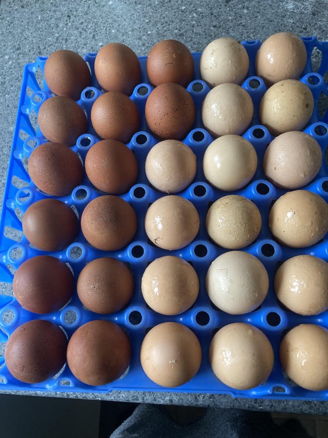 Preview of the first image of Light Sussex welsummer large fowl eggs.