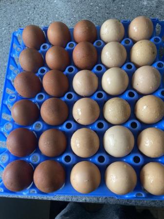 Image 1 of Light Sussex welsummer large fowl eggs