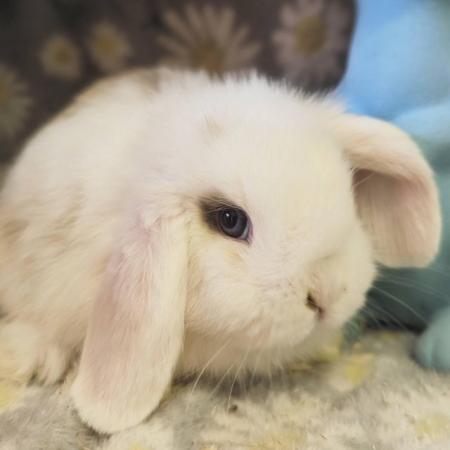 Image 4 of Mini lop babies available now ....,.