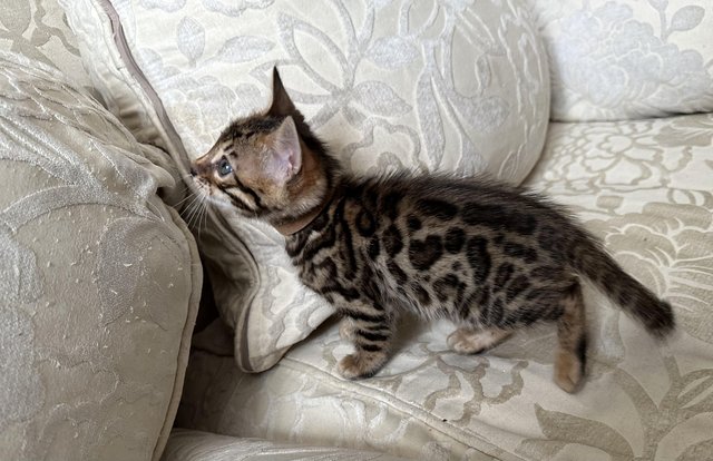 Image 14 of TICA registered bengal kittens for sale!??