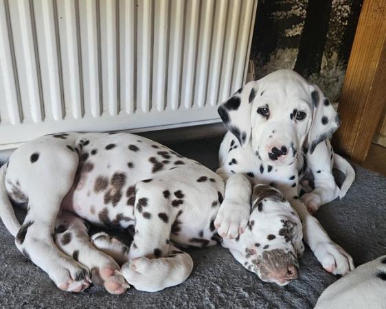 Image 1 of Beautiful Kc dalmatian puppies