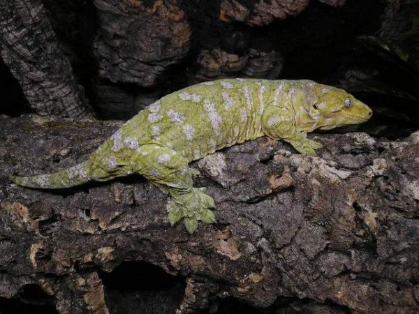 Image 2 of Leachianus gecko hatchlings - pink parent mixed locale.