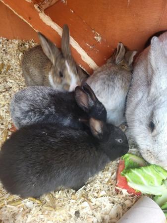 Image 3 of 9 baby bunnies ready for new homes