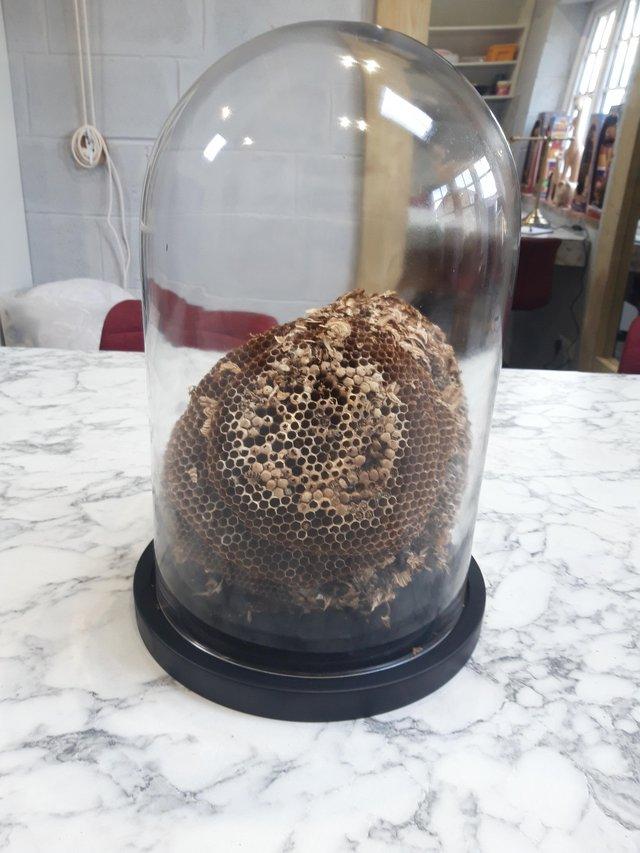 Preview of the first image of WASP NEST IN BEAUTIFUL GLASS DOME.