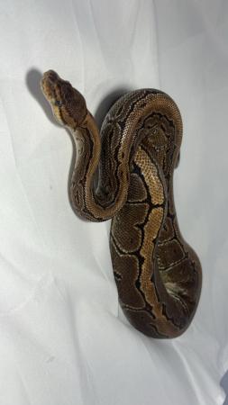 Image 5 of Subadult female pinstripe ball python