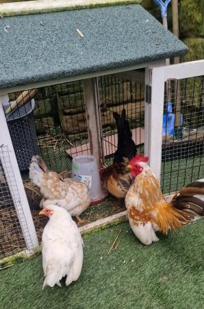 Image 7 of Serama chicken & Coop for sale