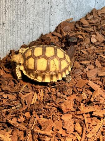 Image 7 of Sulcata Tortoise Het Ivory