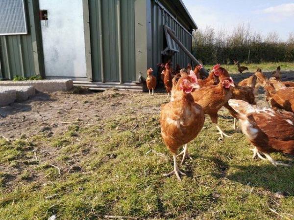 Image 4 of Ex layer hens for sale £1 each