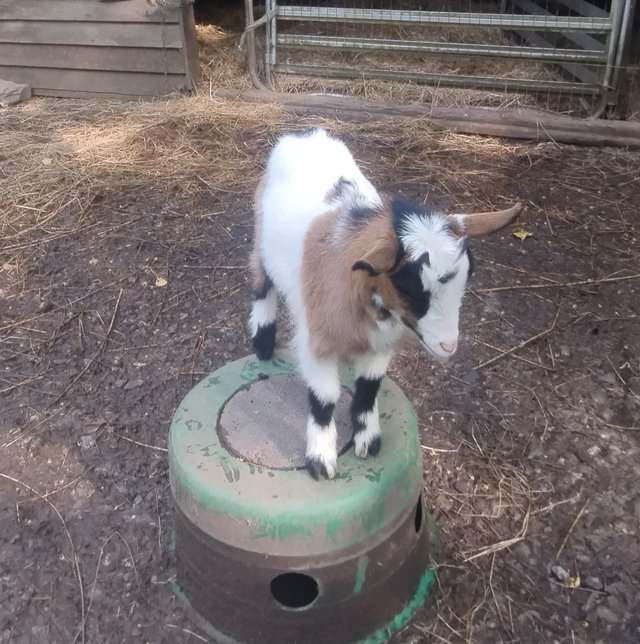 Preview of the first image of Beautiful Dwarf dairy goat Billy kid.