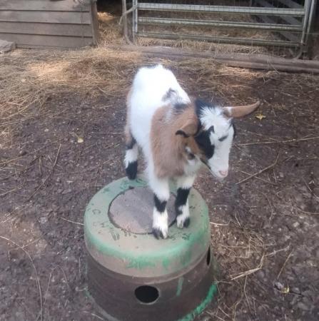 Image 1 of Beautiful Dwarf dairy goat Billy kid
