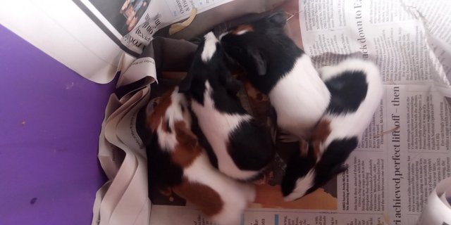 Preview of the first image of Baby tort and white guinea pigs.