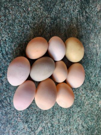 Image 3 of Fertile Chicken and Duck Eggs availabile