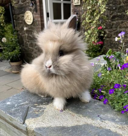 Image 1 of Lionhead baby rabbits for sale