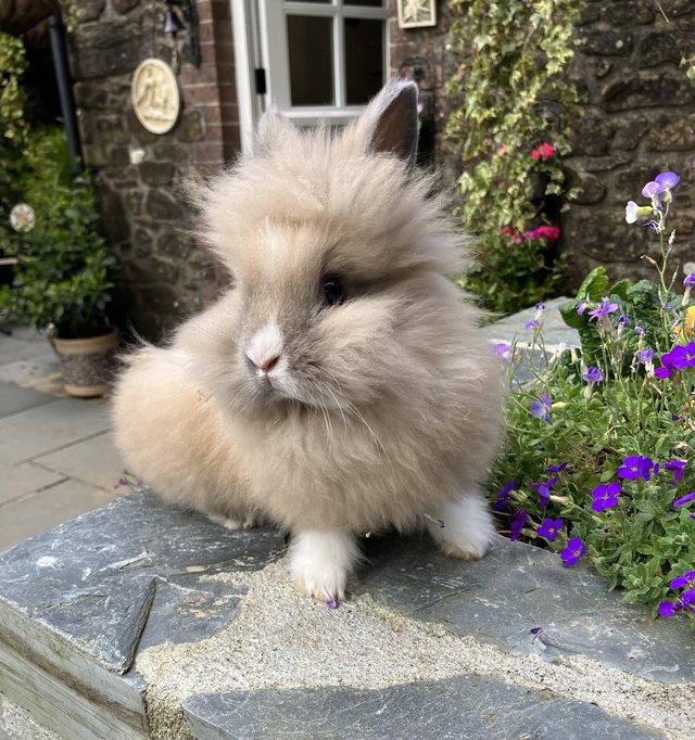 Preview of the first image of Lionhead baby rabbits for sale.