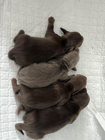 Image 3 of Miniature Dachshund Puppies