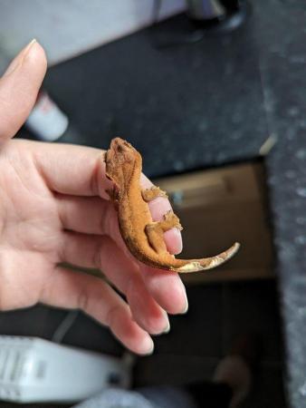 Image 22 of baby crested Geckos for sale..