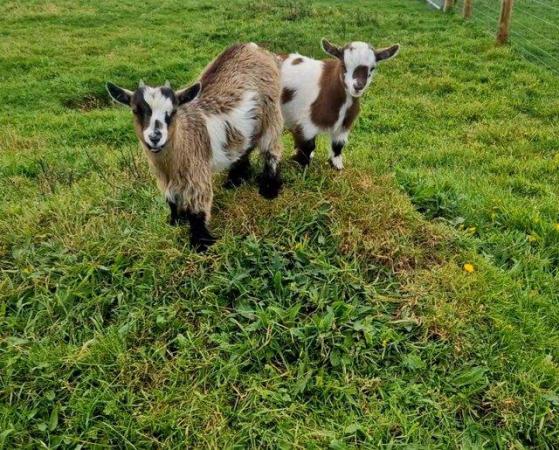 Image 3 of Reserve for 2024- Pygmy goats - nanny and wether kids