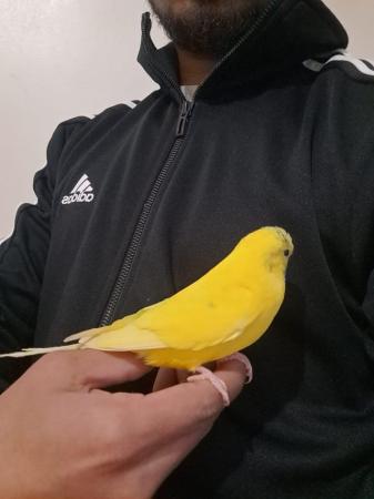Image 6 of Hand tamed budgie for sale