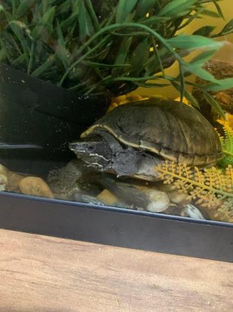 Image 3 of Two musk turtles one male and one female and setup