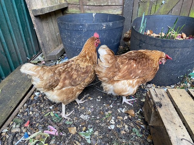 Preview of the first image of 10 month old Warren hens.