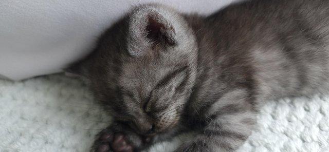 Image 2 of British Shorthair Kittens 9 weeks old