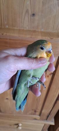 Image 4 of Peach faced lovebird baby for sale