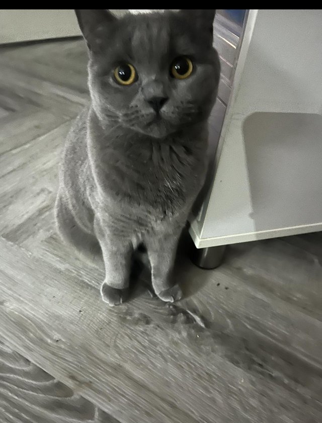 Preview of the first image of 1 GCCF active female British blue shorthaired.