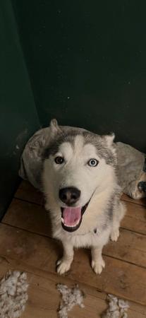 Image 1 of Almost 2 year old male ghost siberian husky called Dakota