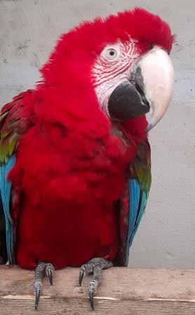 Image 2 of Green wing macaw for sale