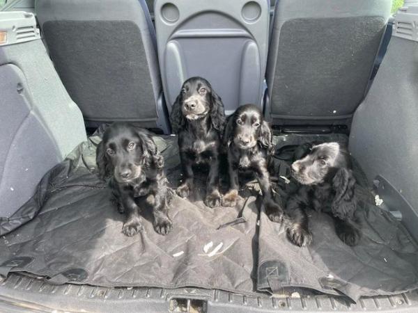 Image 1 of Cocker spaniel puppies for sale *ready to leave* reduced