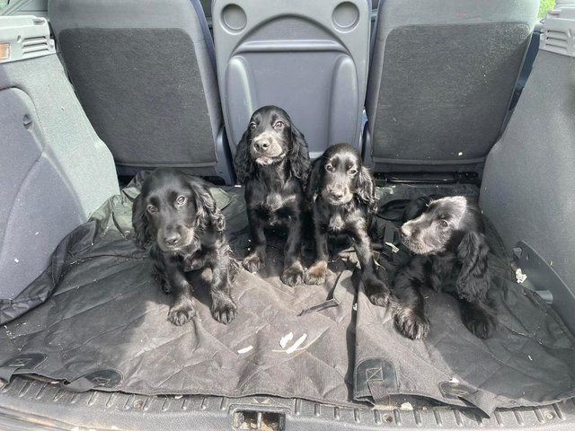 Preview of the first image of Cocker spaniel puppies for sale *ready to leave*.