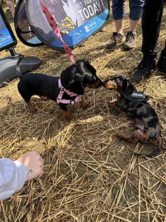 Image 1 of 3 year old dachshund for sale