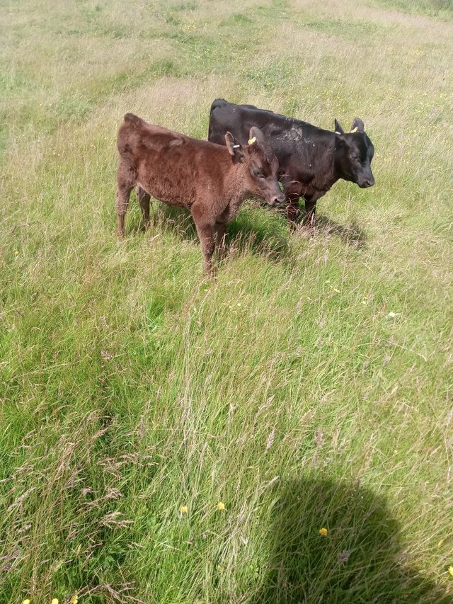 Preview of the first image of 4 x angus x bullocks for sale.